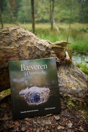 Bæveren i Danmark
