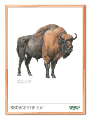 Støt mere urørt skov i Danmark med et skovcertifikat – Europæisk bison